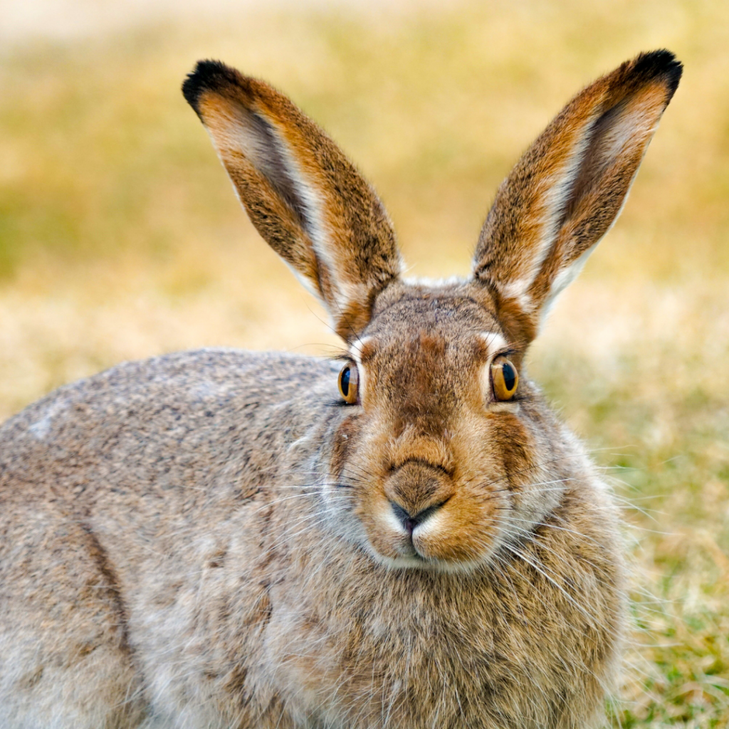 a large light brown jackrabbit in a meadow