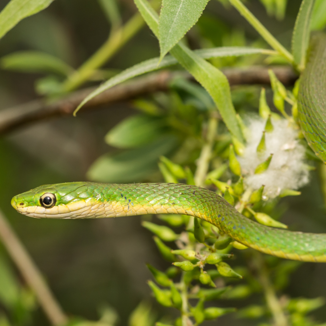 Herp 2 (2)