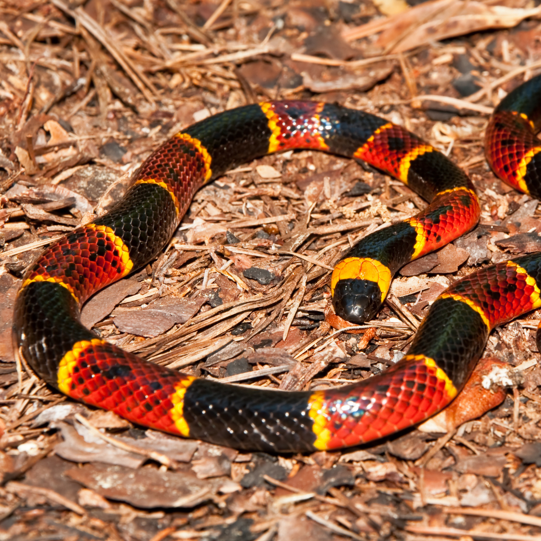 Herp 2 (3)