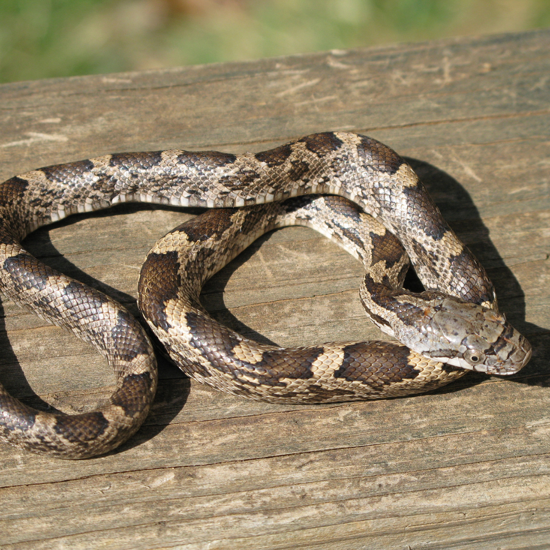 Herp 2