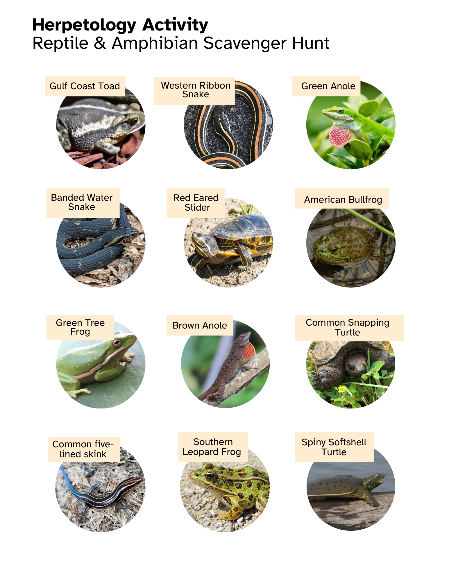 Herp 4