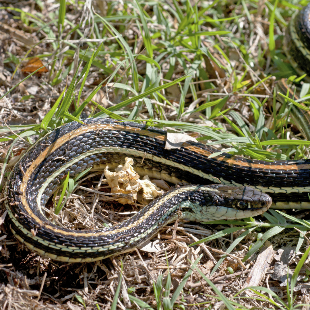 Herp 4 (3)