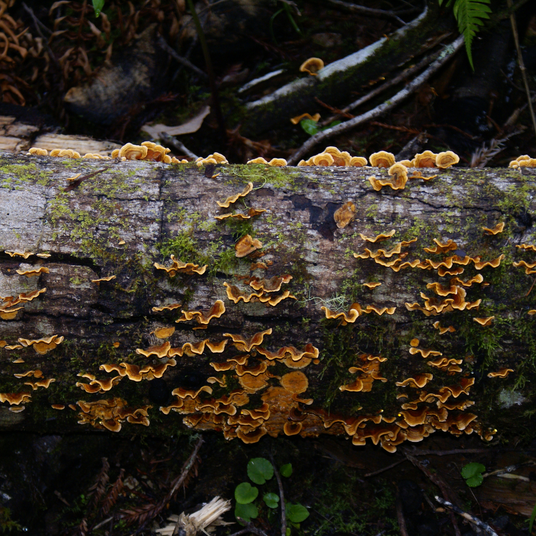 Eco 4 (3)