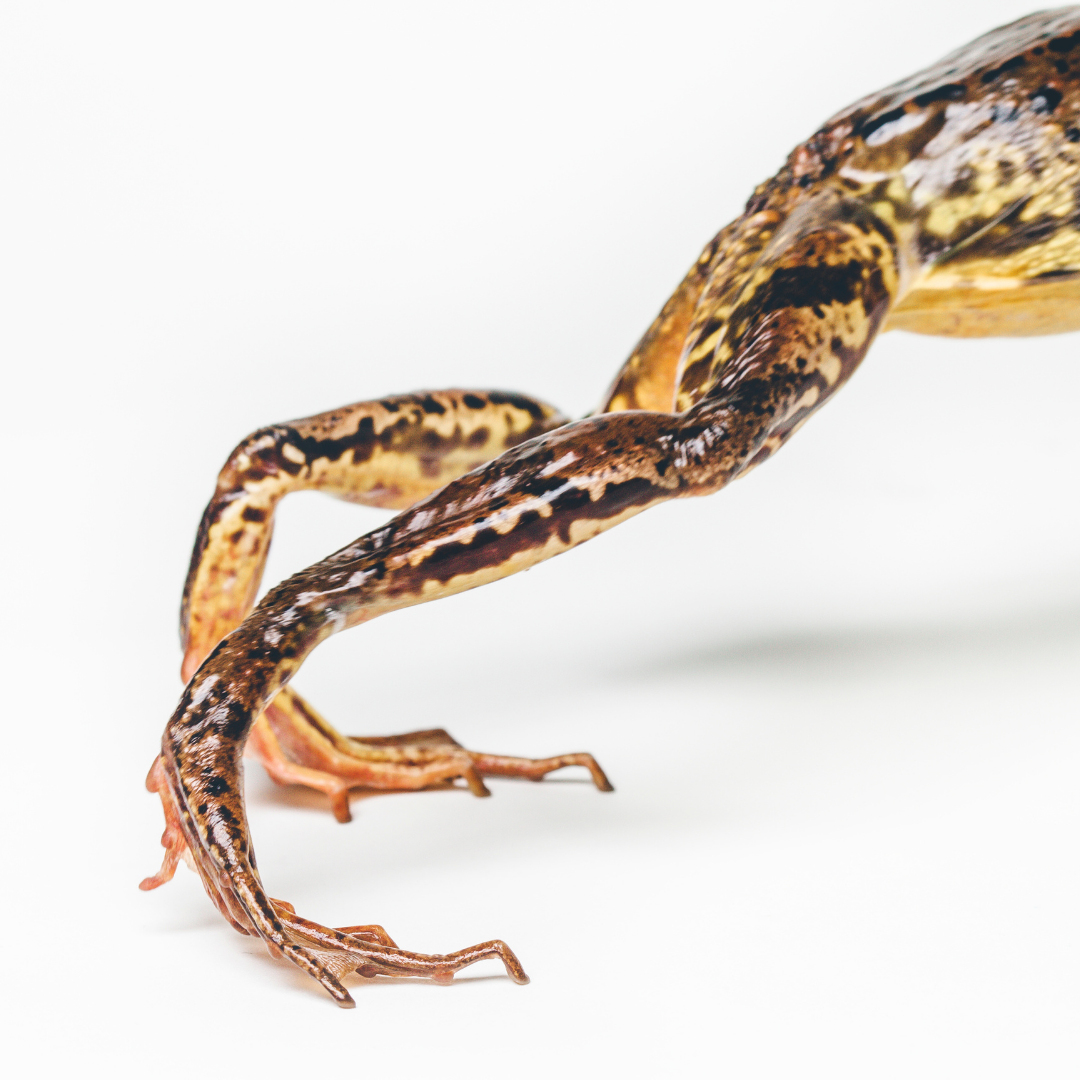 Herp 1 (2)