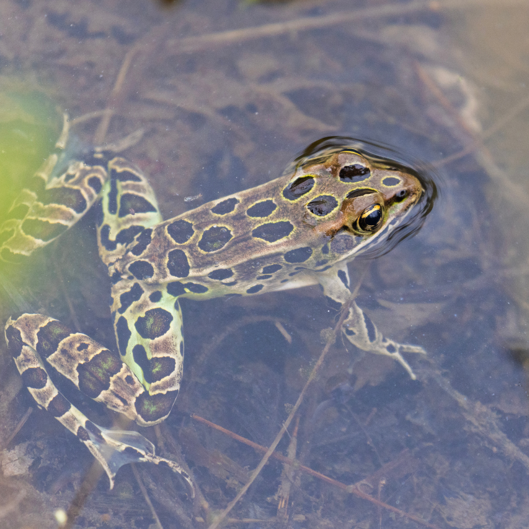 Herp 1 (3)