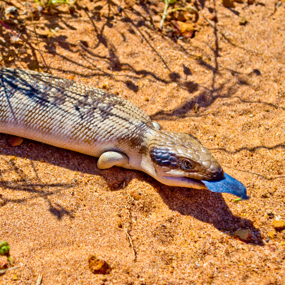 Herp 3 (2)