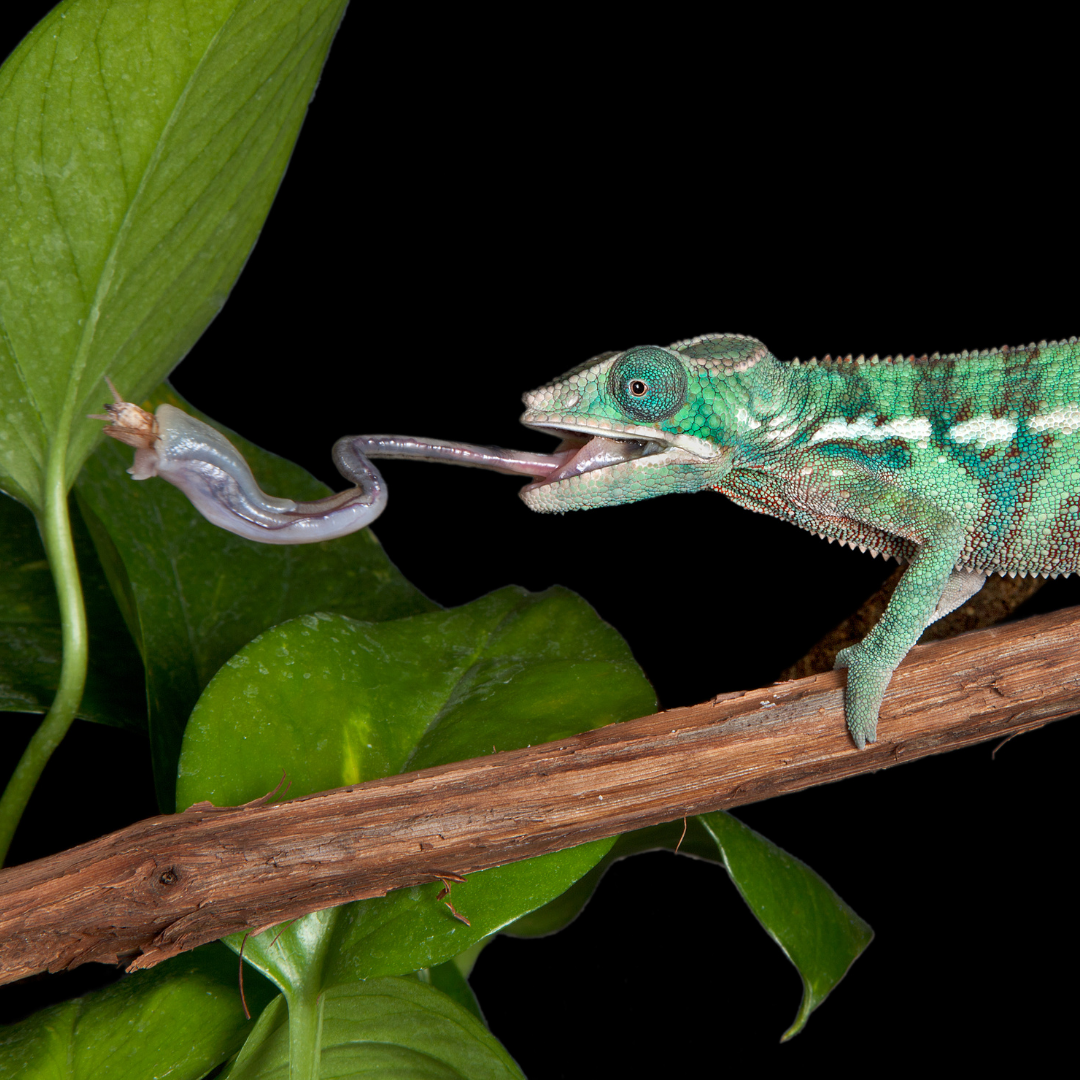 Herp 3 (3)