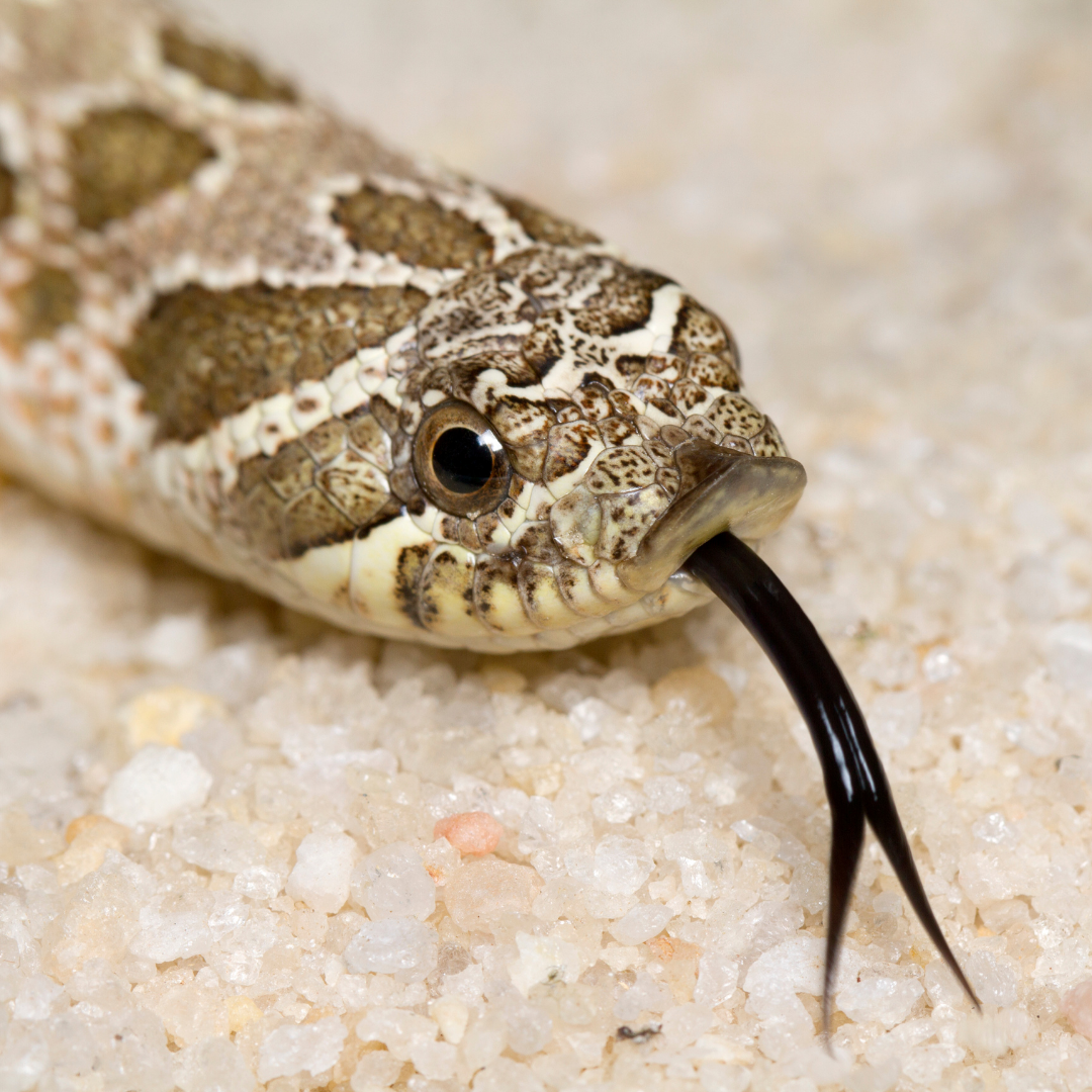 Herp 3