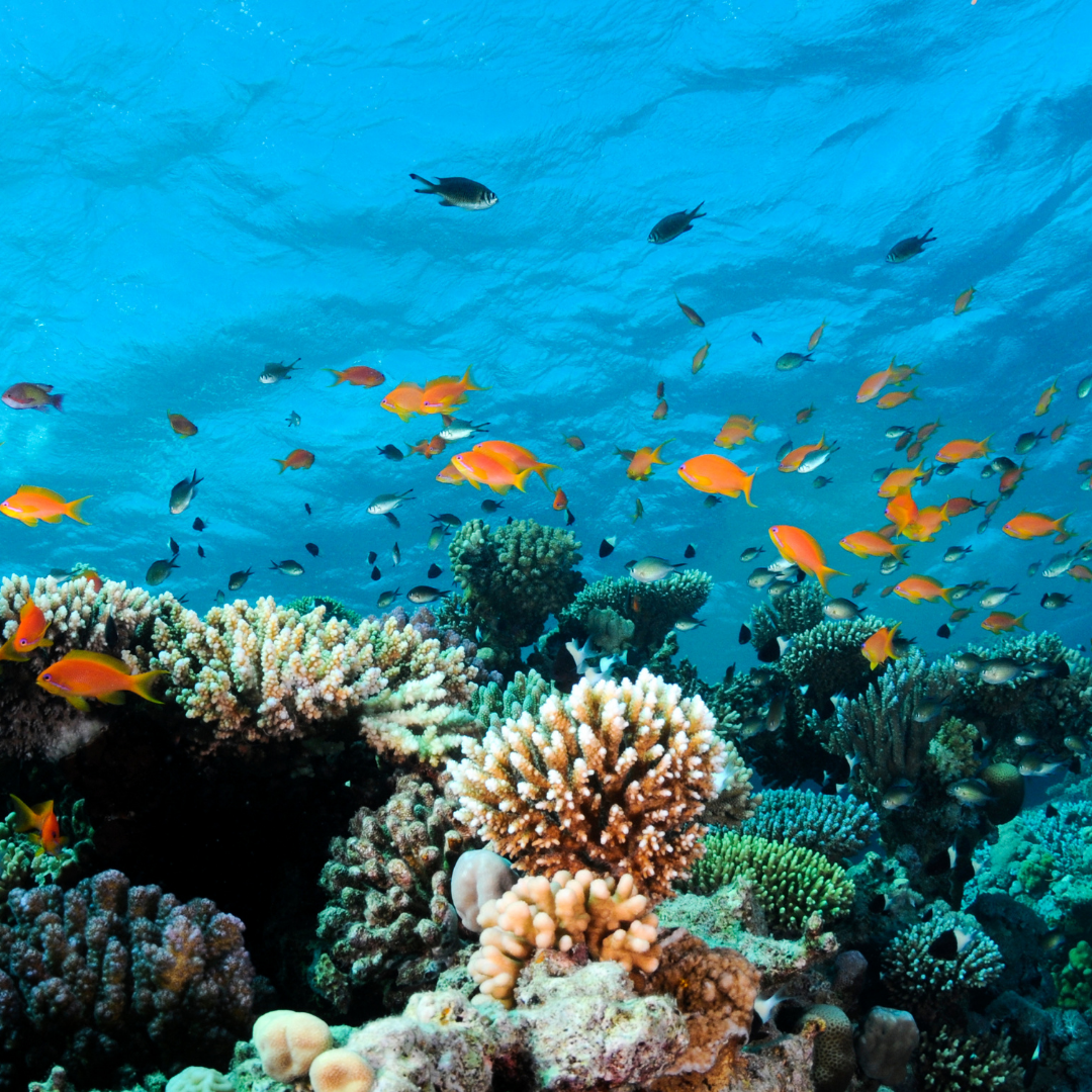 Ocean 3 (2)