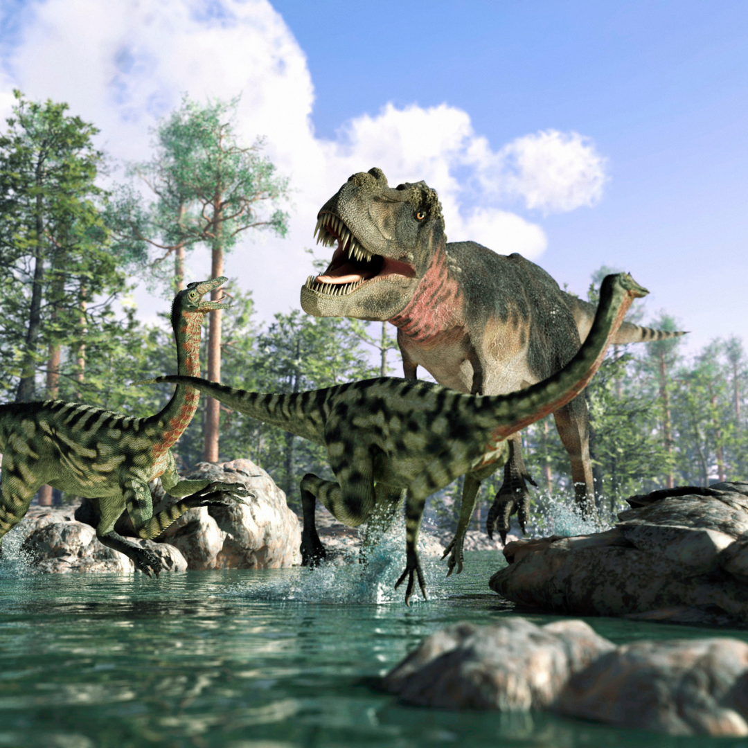 Paleo 1 (3)