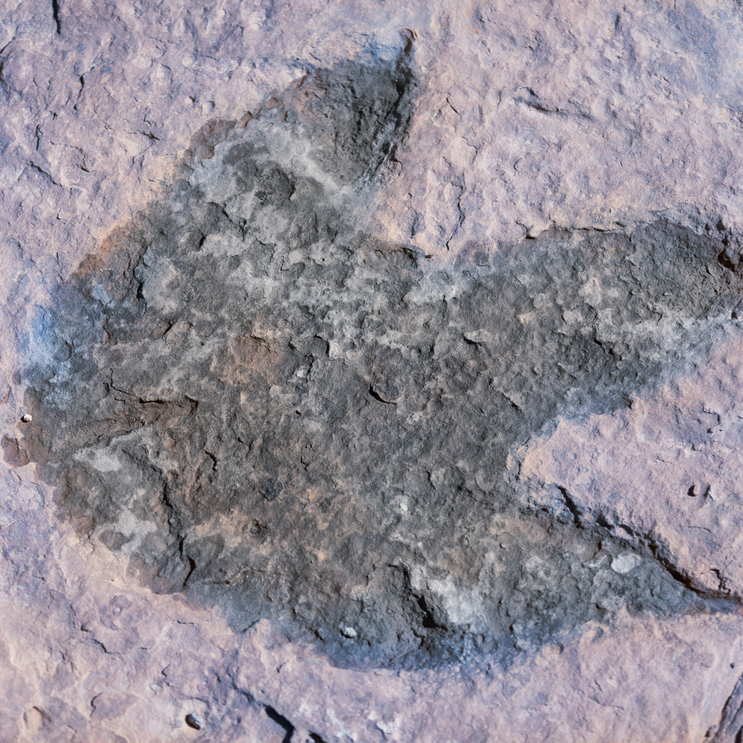 Paleo 2 (2)