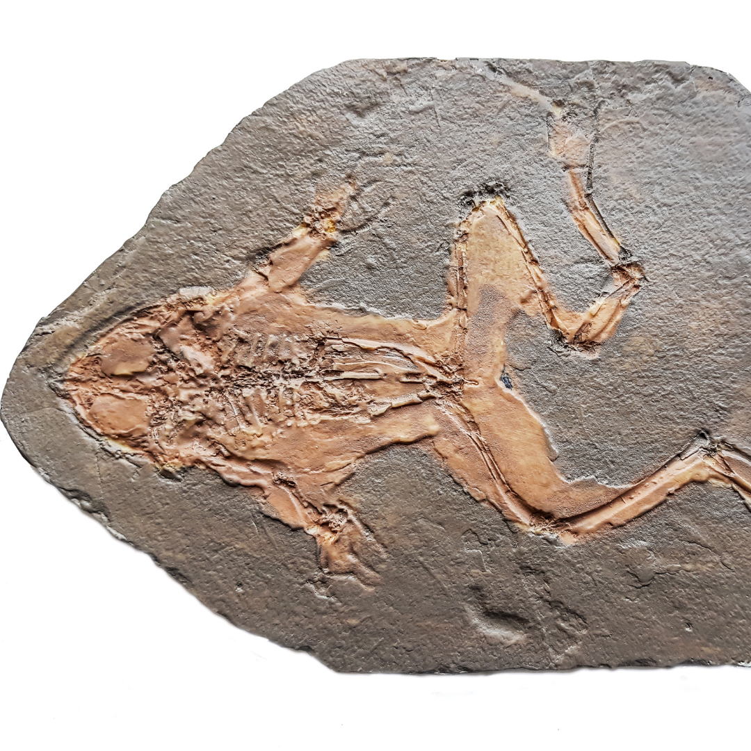 Paleo 2 (3)