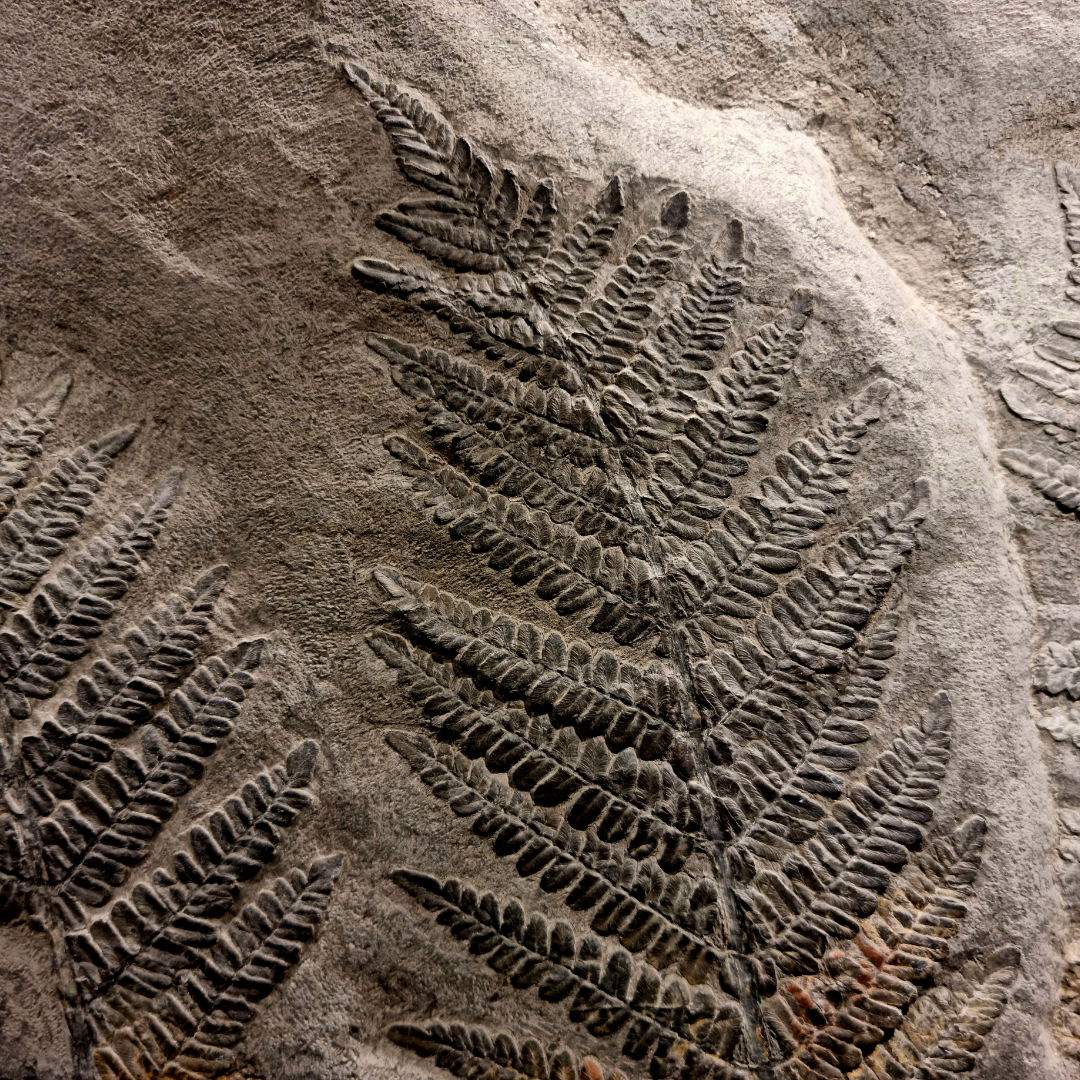 Paleo 3 (2)