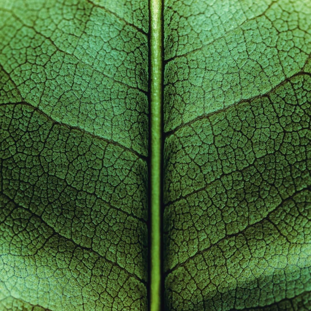 Eco 3 (2)