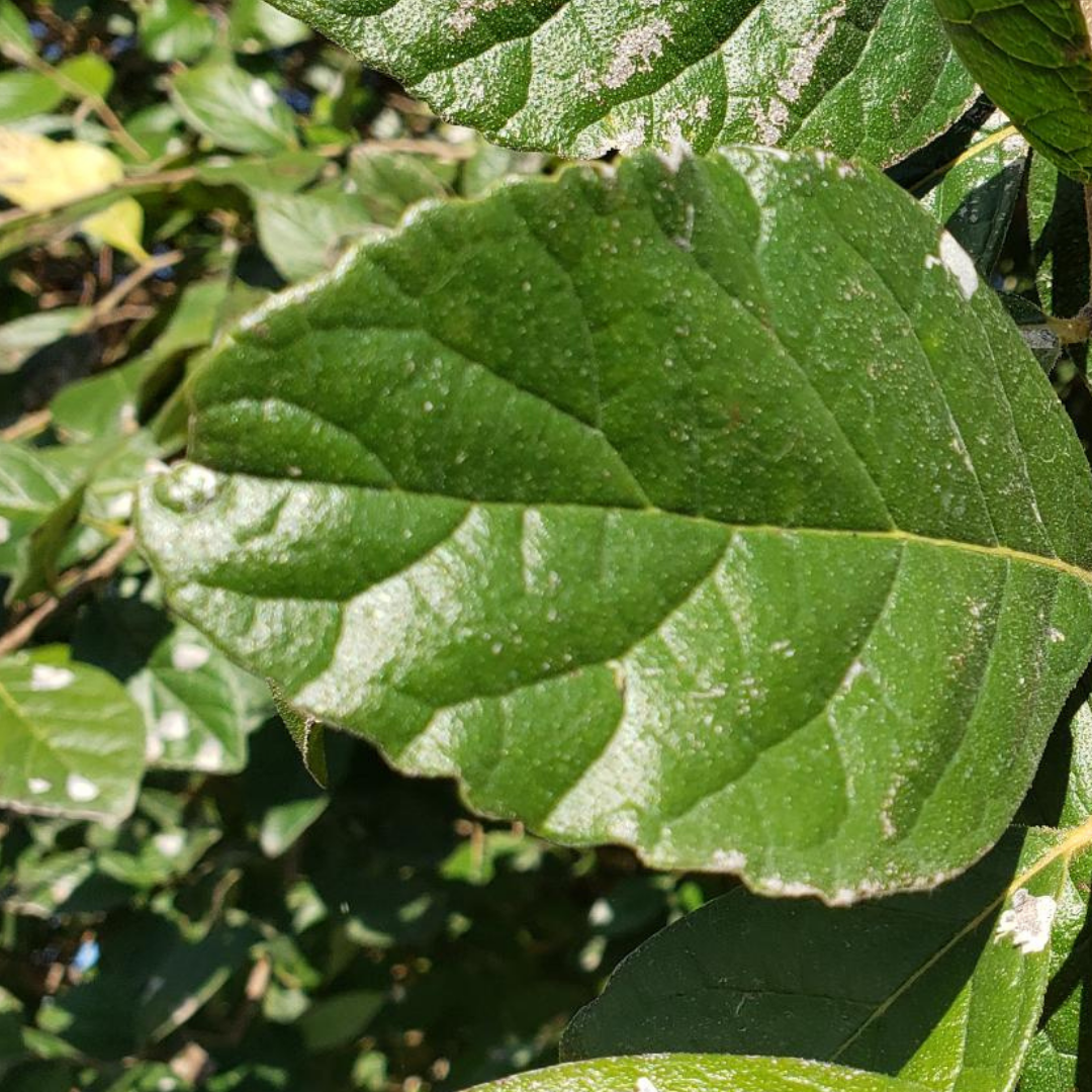 Eco 4 (2)