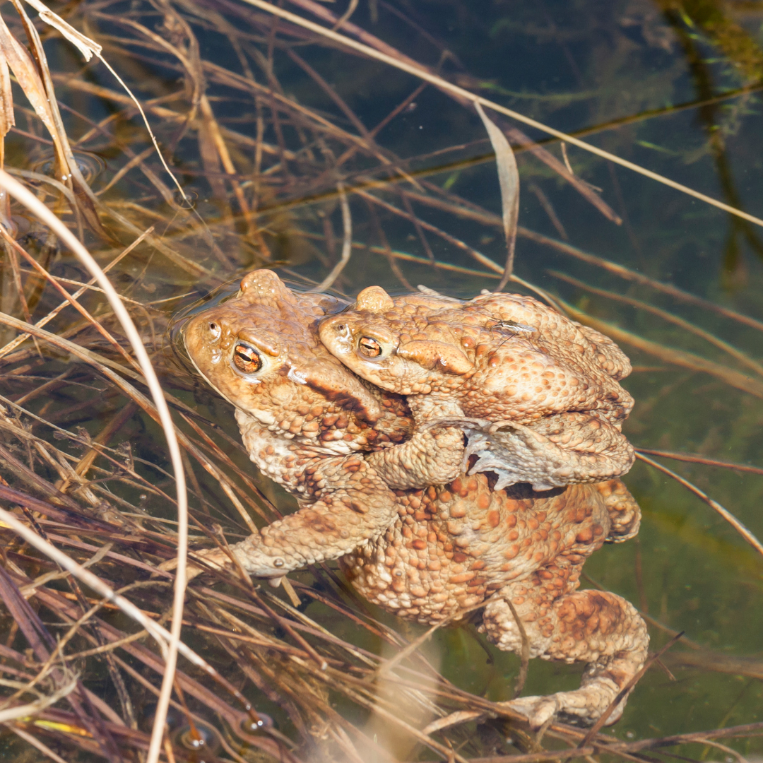 Herp 1 (3)