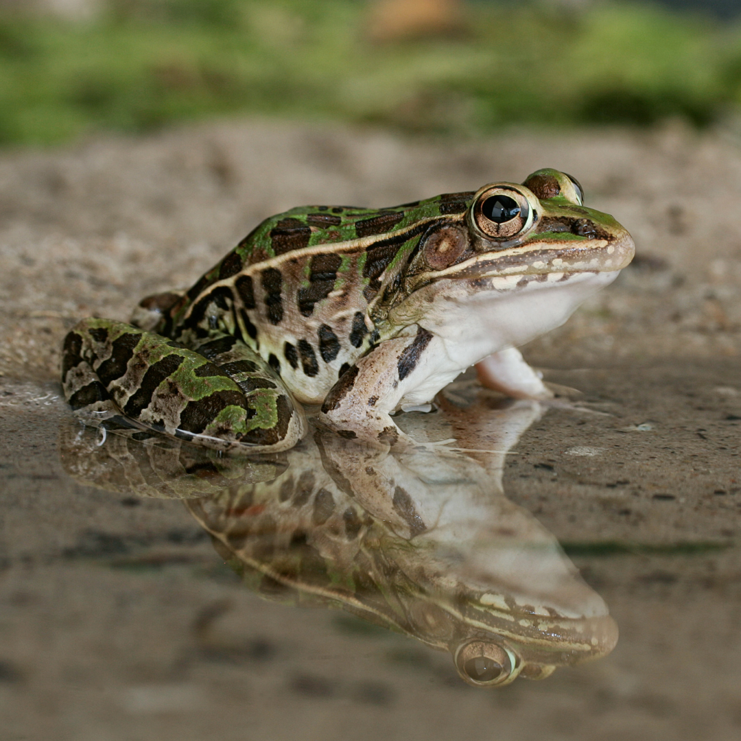 Herp 2 (3)