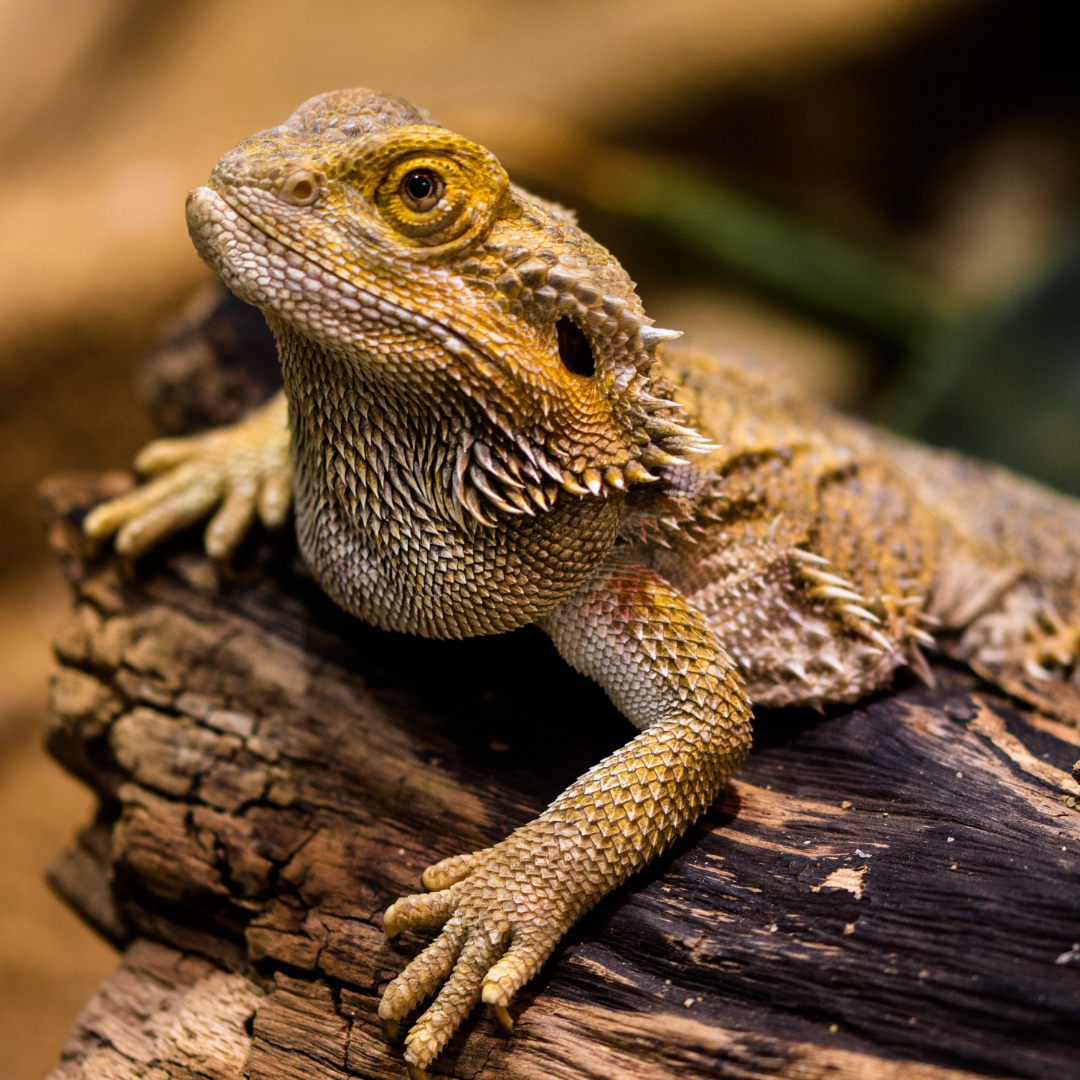 Herp 3 (2)
