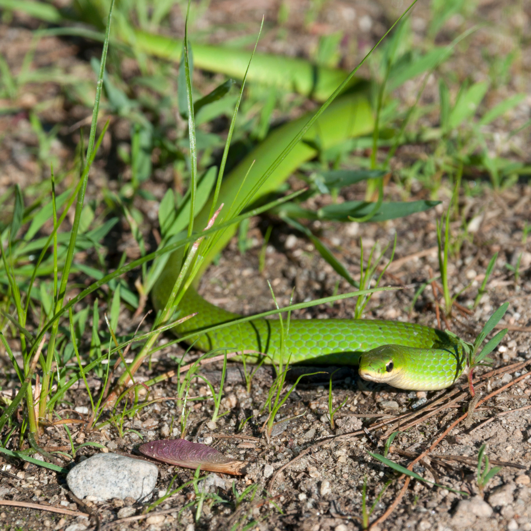 Herp 3 (3)