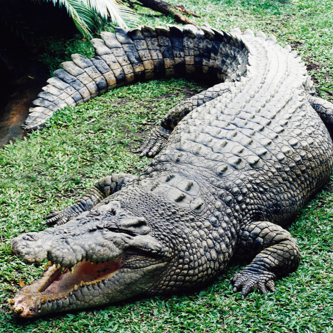 Herp 3