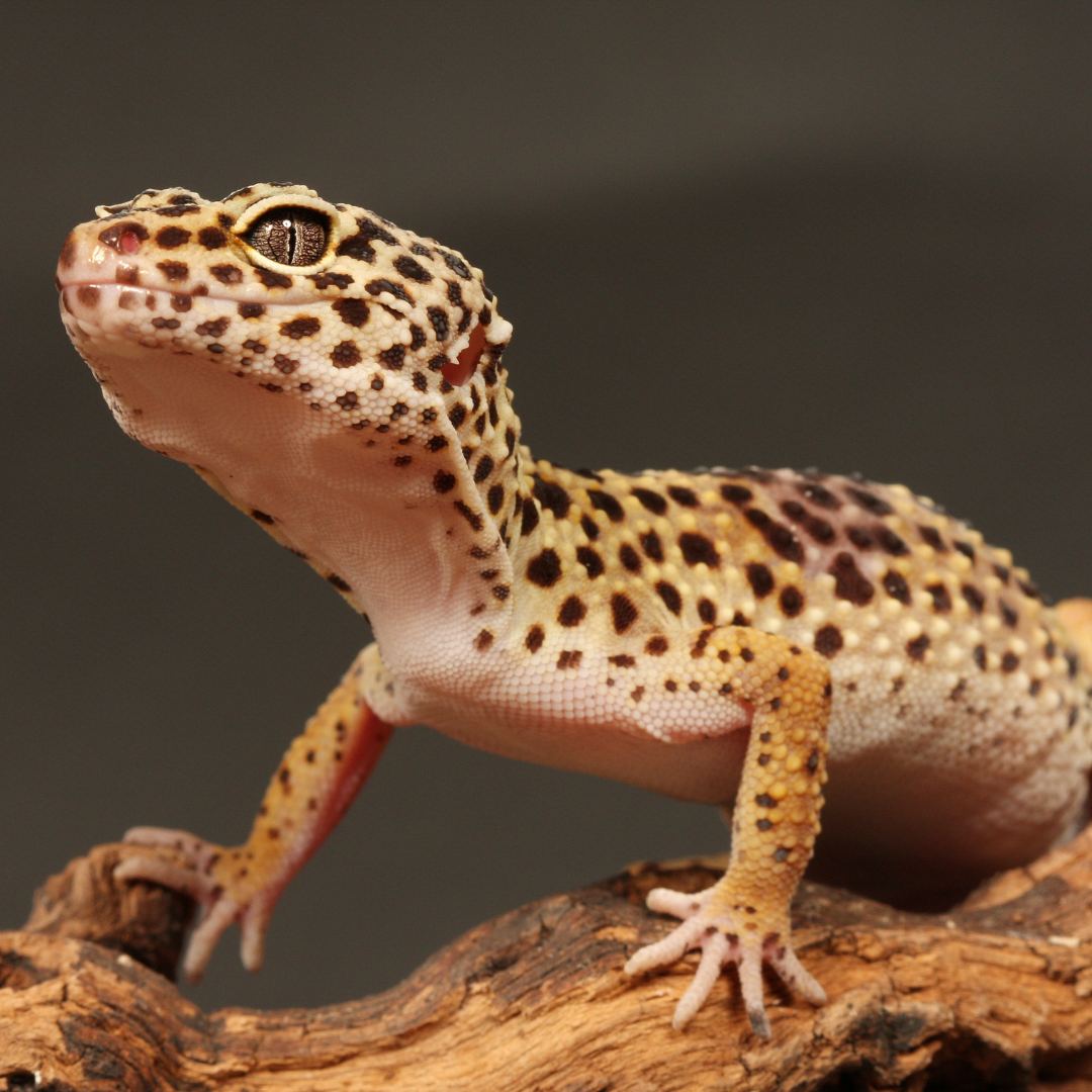 Herp 4 (2)