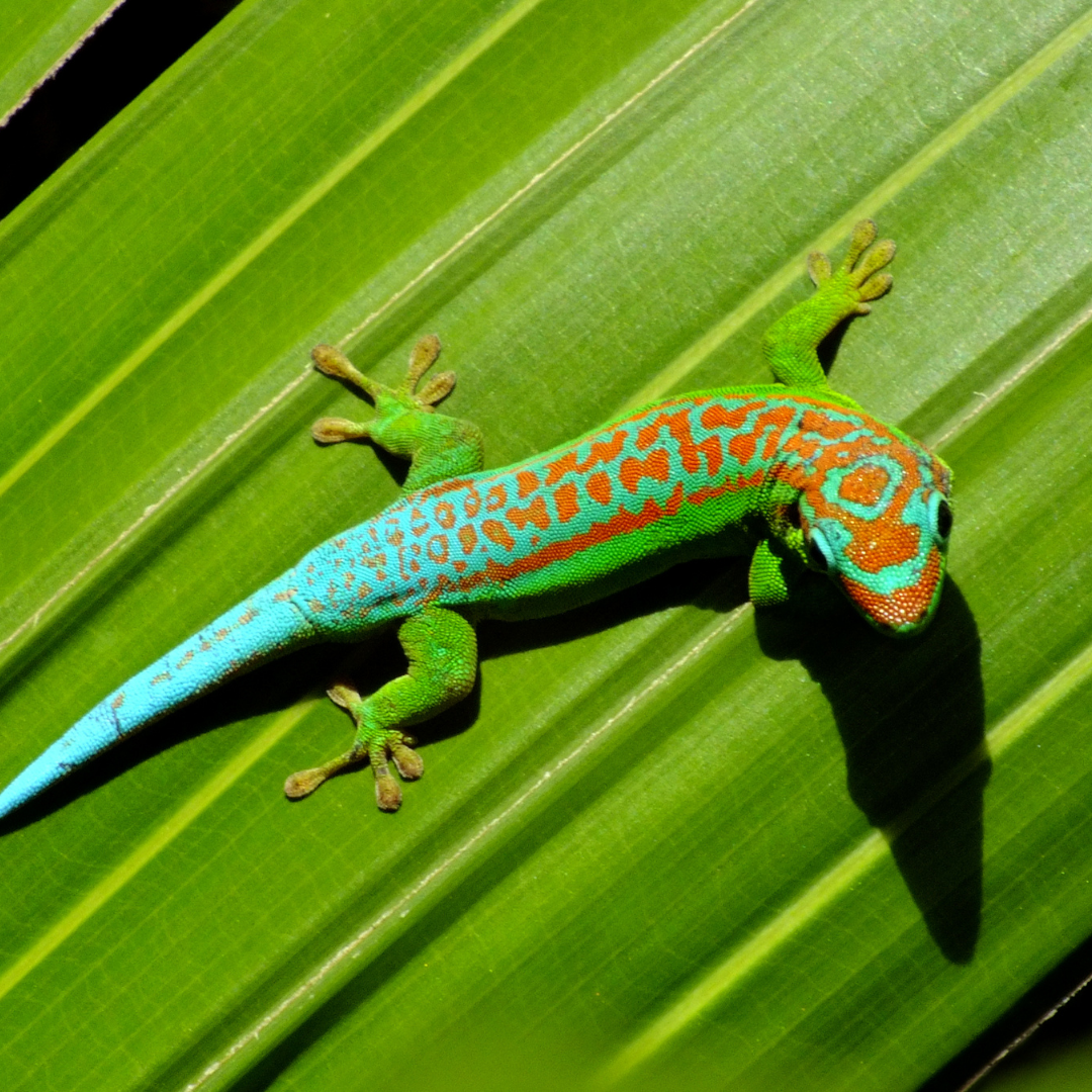Herp 4 (3)