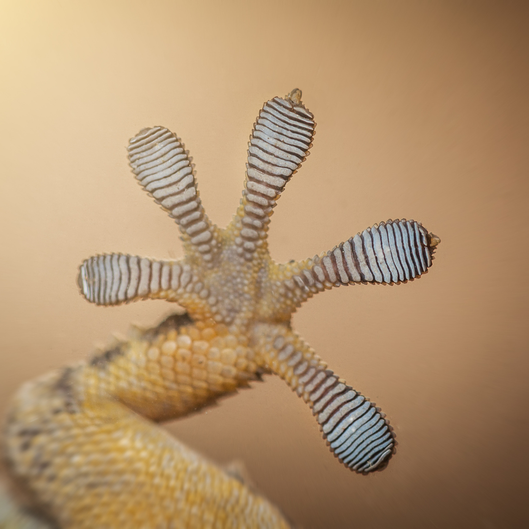 Herp 4
