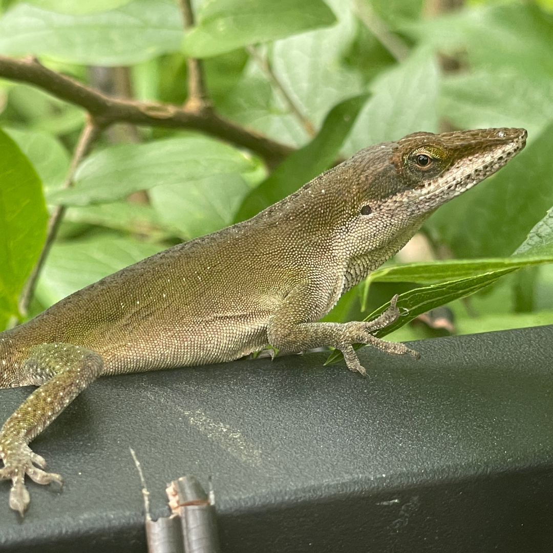Herp 5 (2)