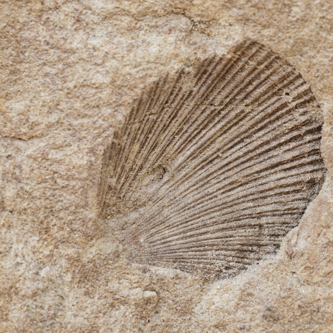 Paleo 1 (2)