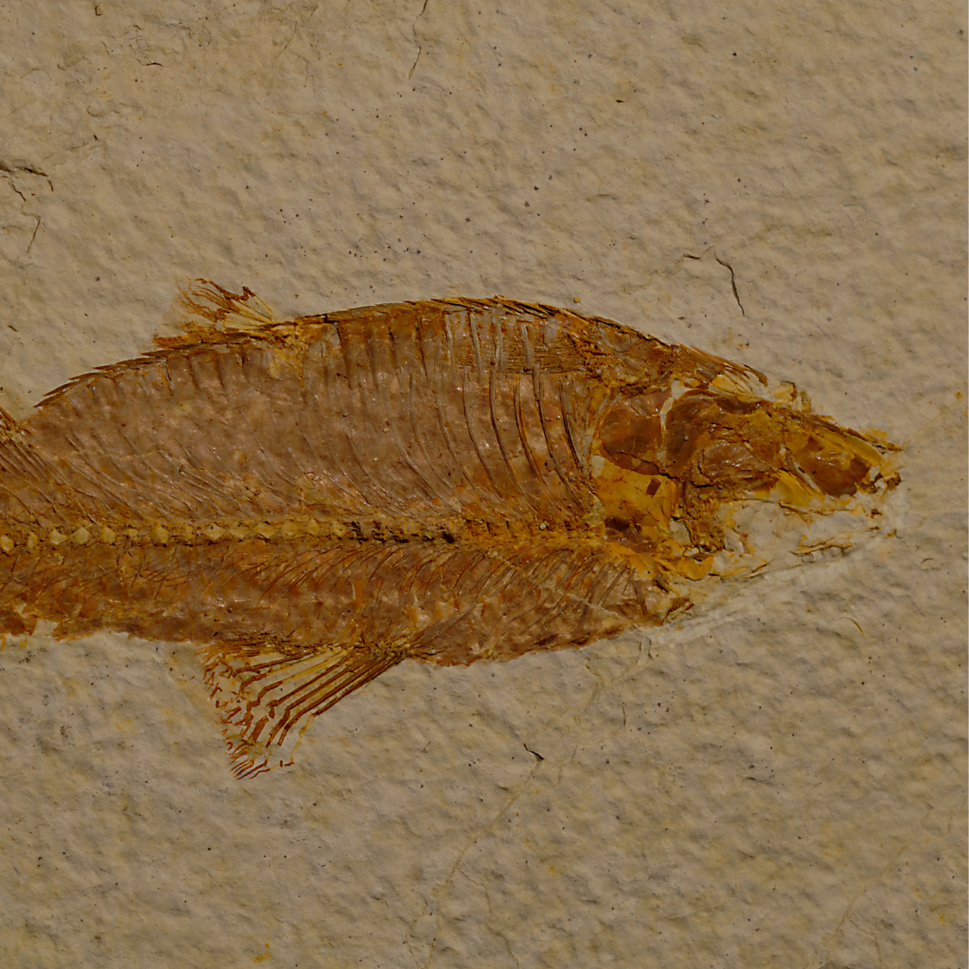 Paleo 3 (2)