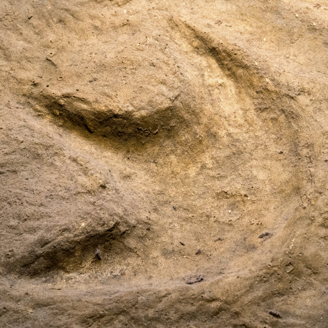 Paleo 4 (3)