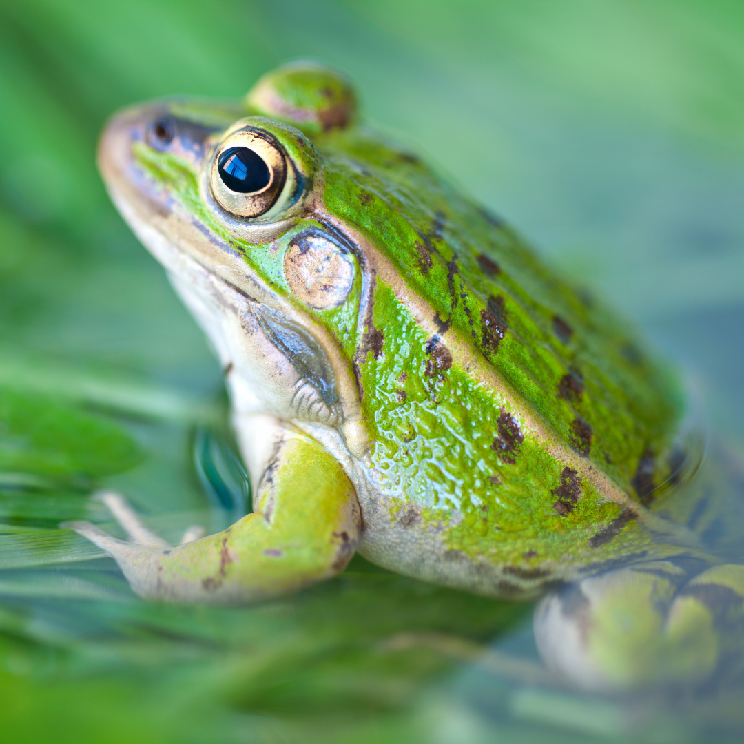 Herp 1