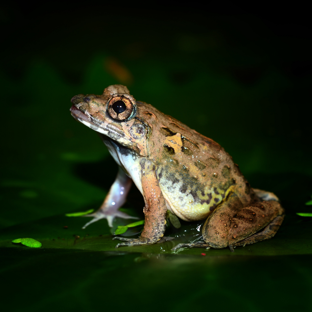 Herp 1 (3)