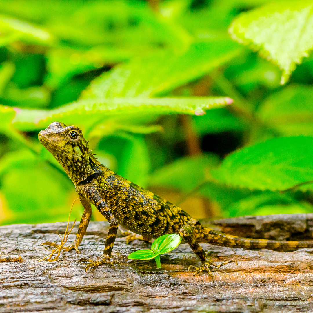 Herp 2