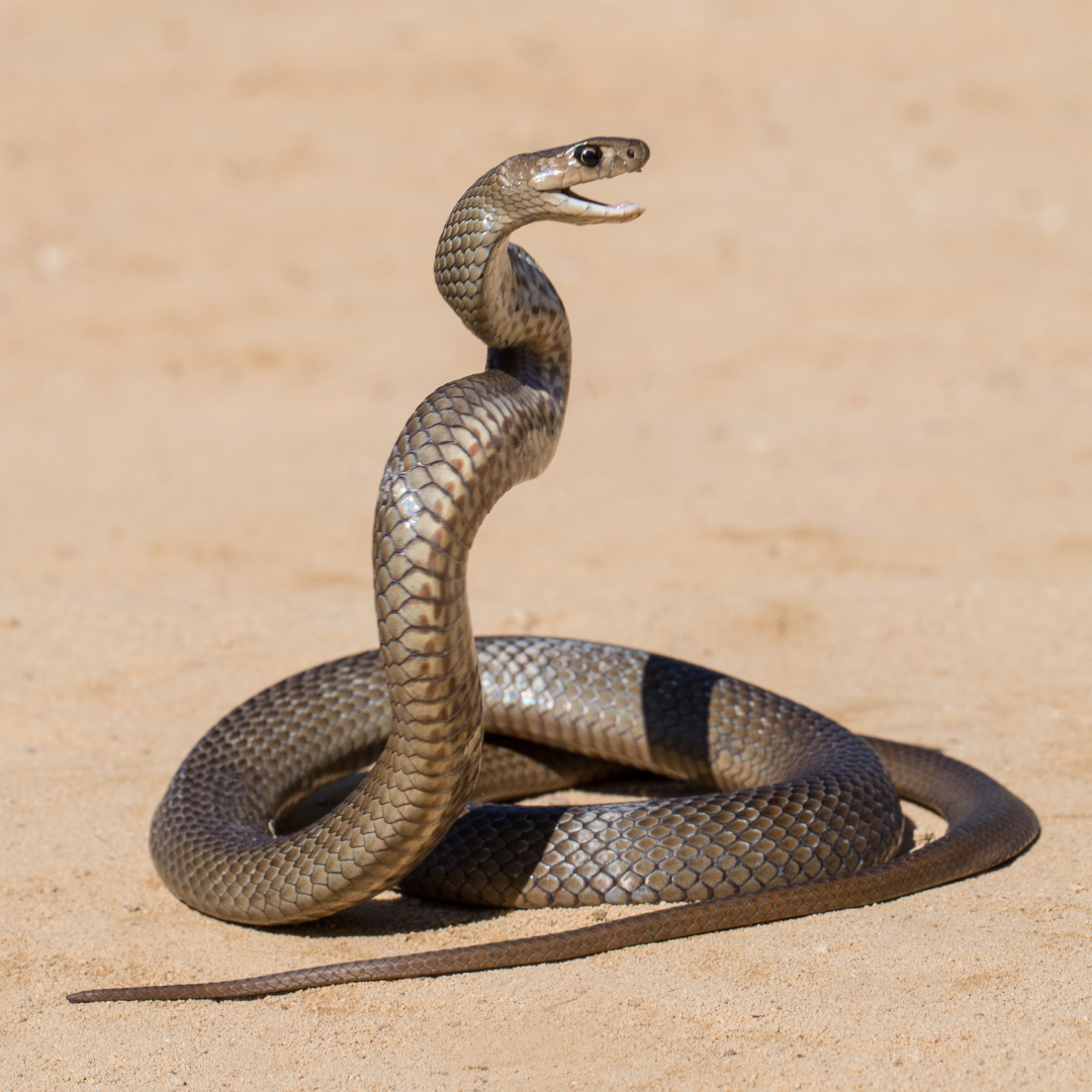 Herp 2 (3)