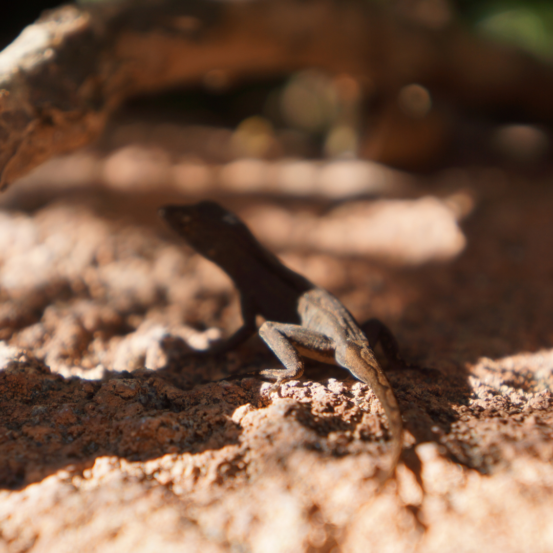 Herp 3 (2)