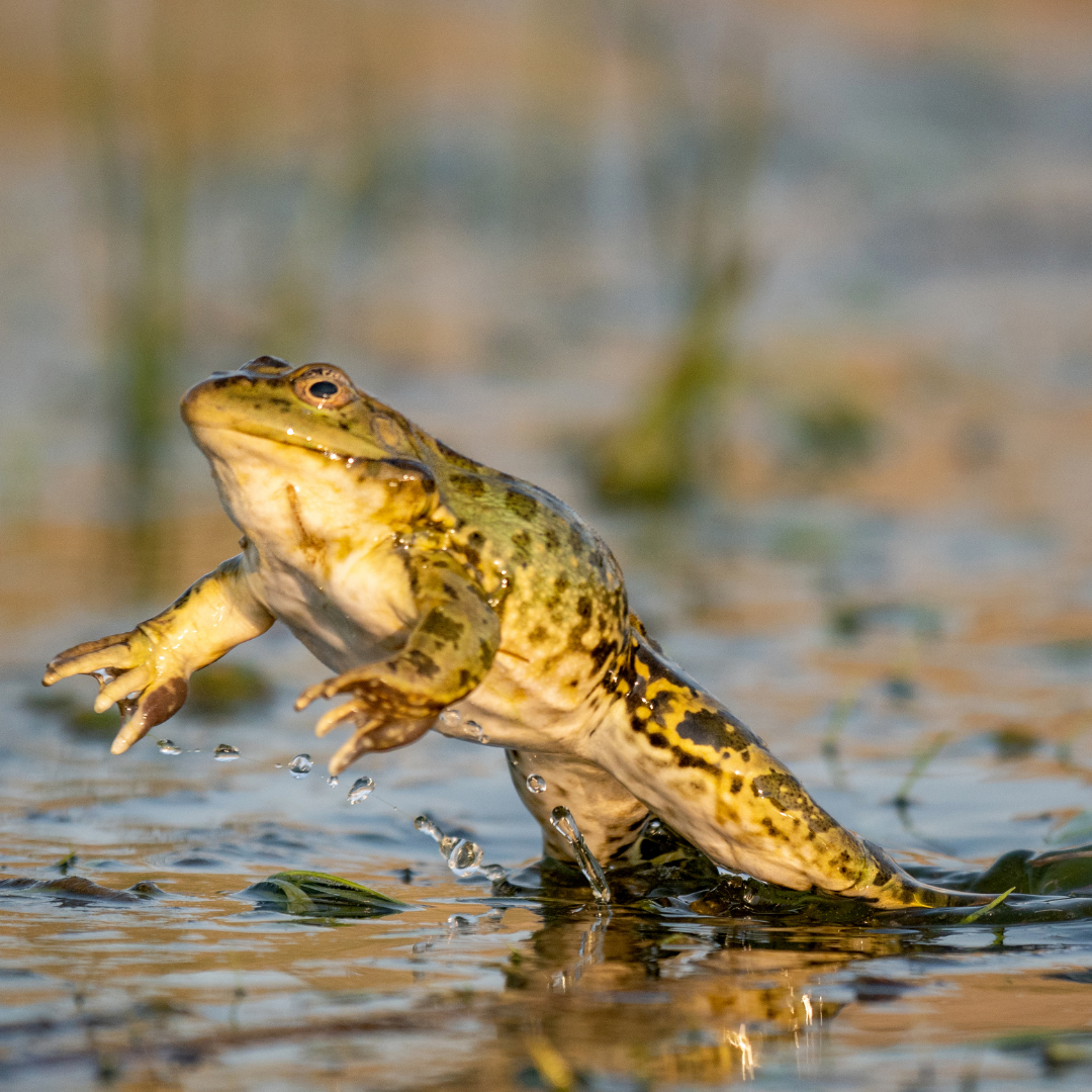 Herp 4