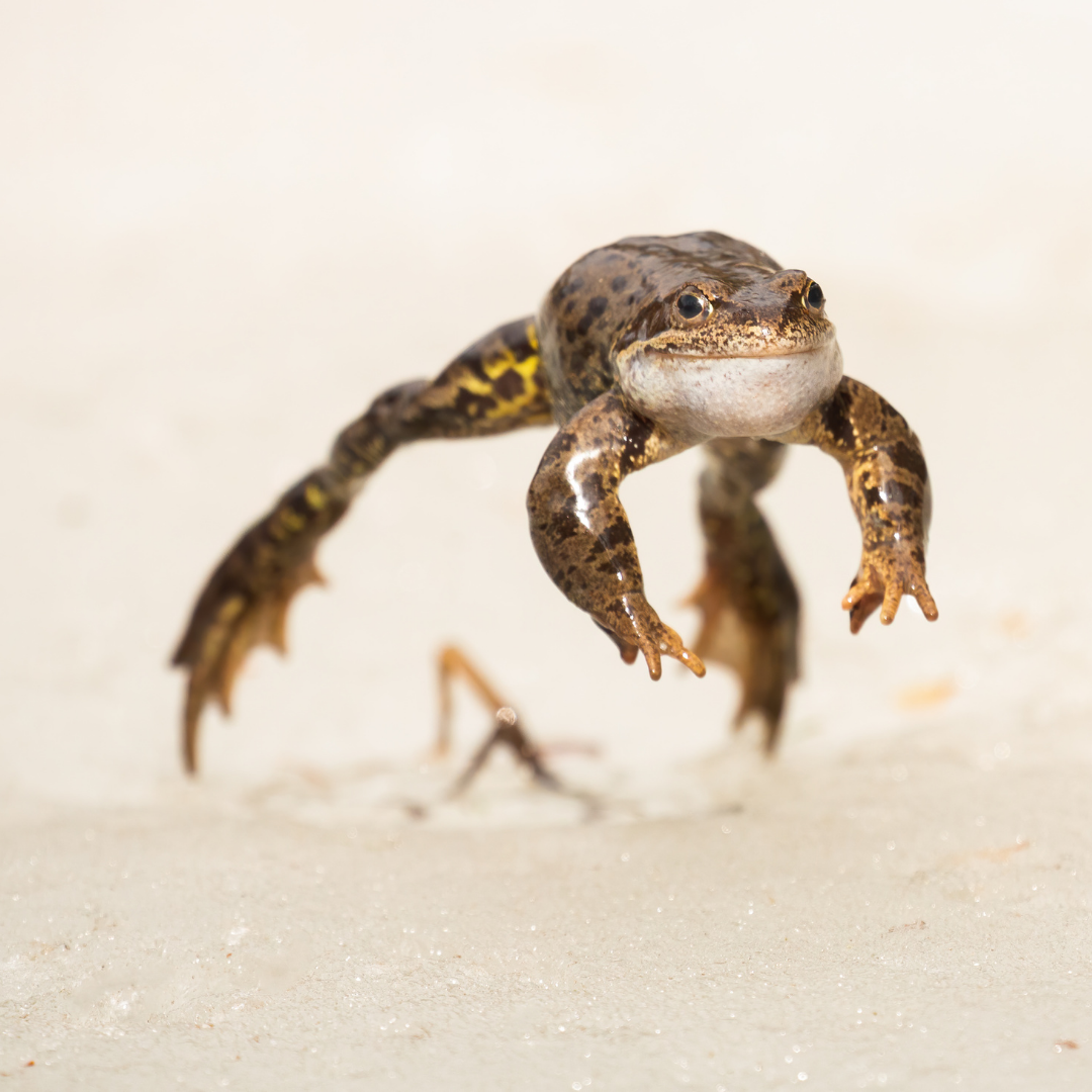 Herp 4 (2)