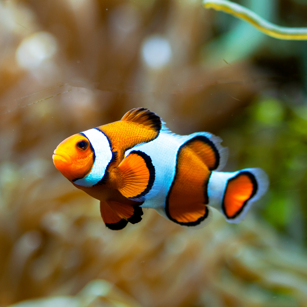 Ocean 4
